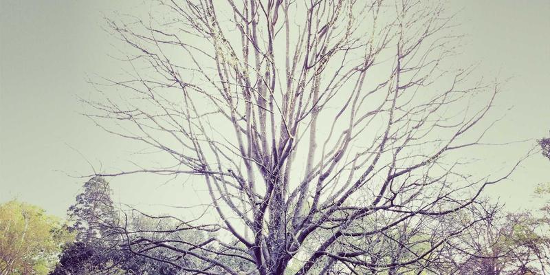 综合信息视角下的文化遗产数字化保护：构建历史建筑全生命周期档案与管理平台